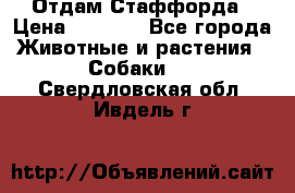 Отдам Стаффорда › Цена ­ 2 000 - Все города Животные и растения » Собаки   . Свердловская обл.,Ивдель г.